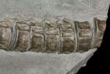 Ichthyosaur Vertebrae Column - Posidonia Shale, Germany #114214-4